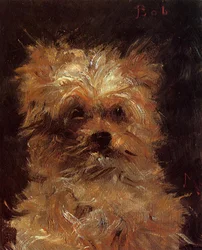 Bob, Griffonhund